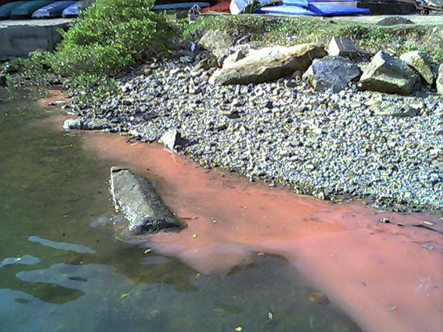 water pollution hong kong toxic algal bloom HAB red tide